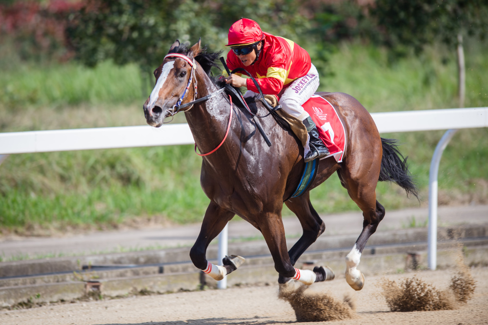 10月15日,骑师麻连凯驾驭赛马在2岁中国出生纯血马1000米的比赛中.