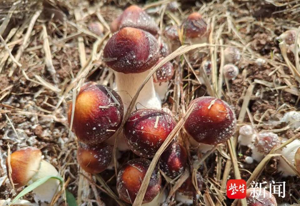 小菌菇撑起"致富伞",智能大棚演绎产业增收"新菇事"