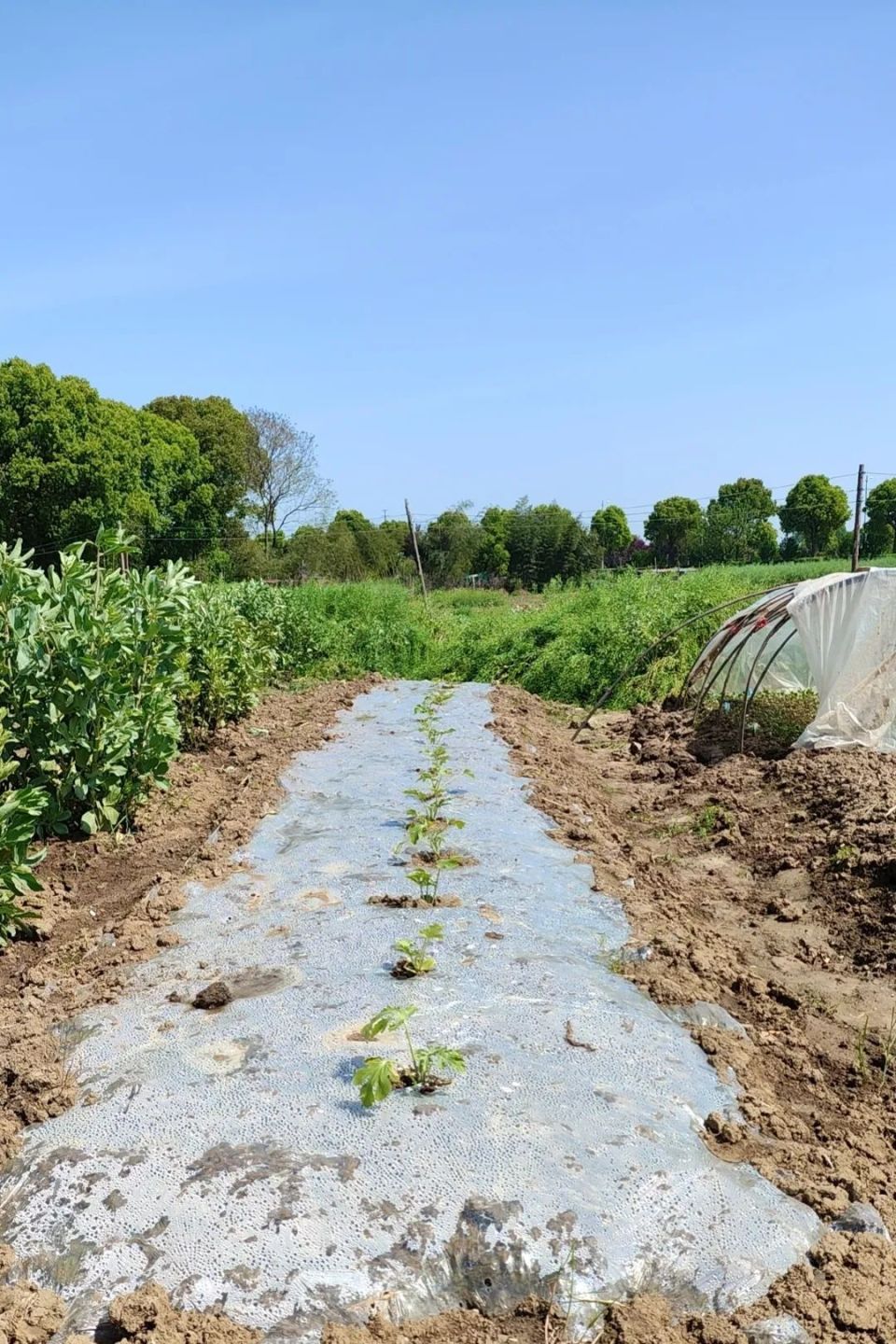 五月的练塘拍了拍你!