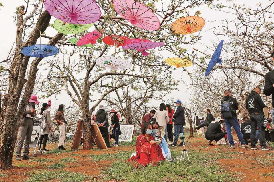 本周六"万溪梨花节"邀你共赴春日美好