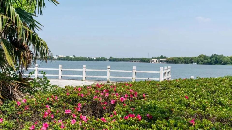 青浦大淀湖:赏宁静之美,品水乡风韵_腾讯新闻