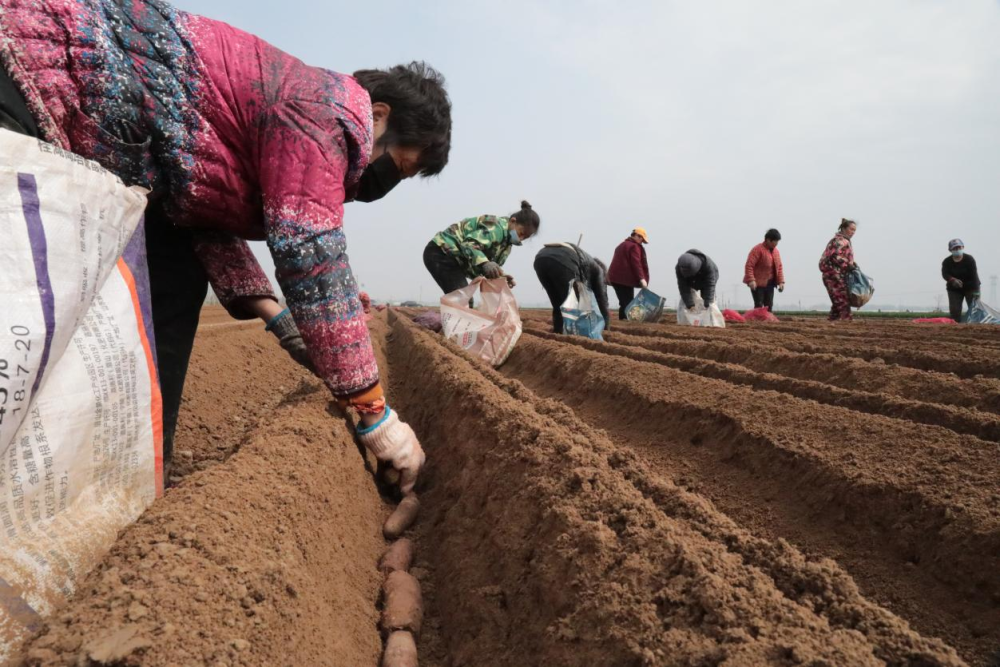 河北大名:4万亩白玉山药种植忙
