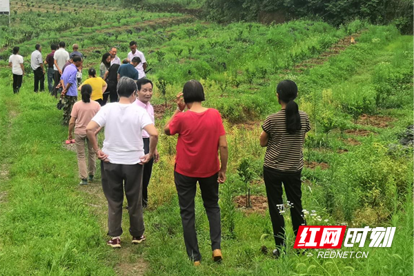 桃源县马鬃岭镇:橘中求兴的产业致富路_腾讯新闻