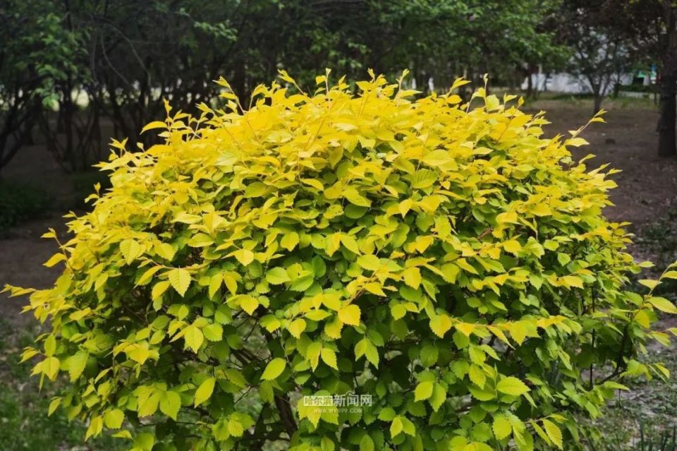 "黄金叶"点缀冰城夏日|哈市金叶榆迷人季节开启