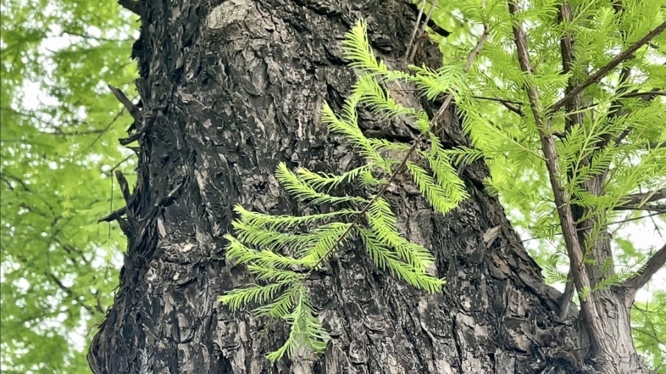 嫩出新高度脱掉网红色的落羽杉也很美
