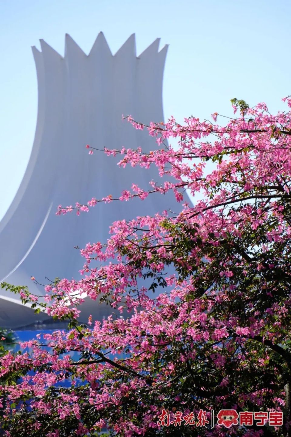 姹紫嫣红,这是十一月的南宁!
