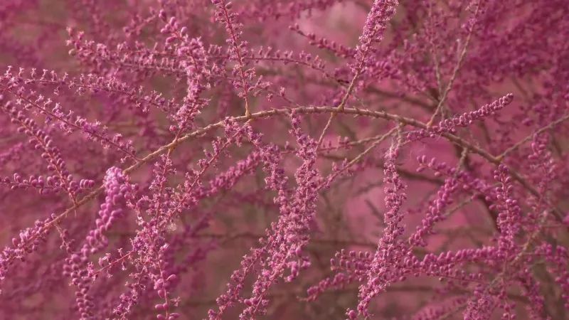 眼下,塔里木河沿岸延绵数百公里的野生红柳花进入盛花期,团团簇簇的