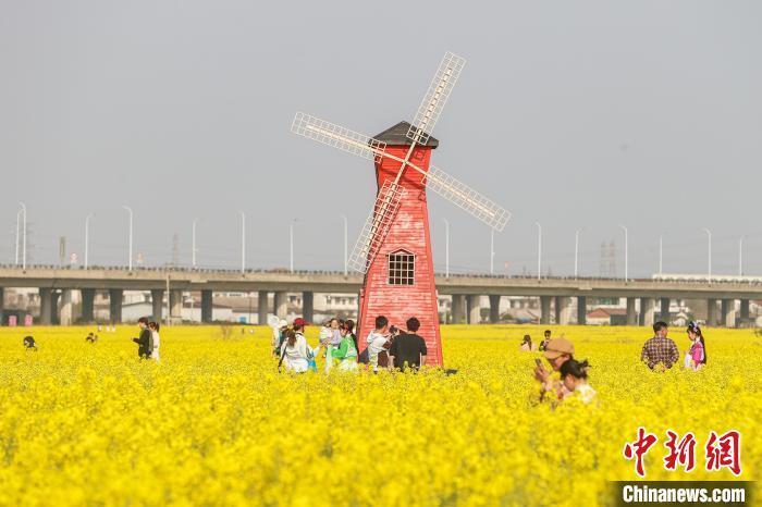 南昌县塔城乡油菜花图片