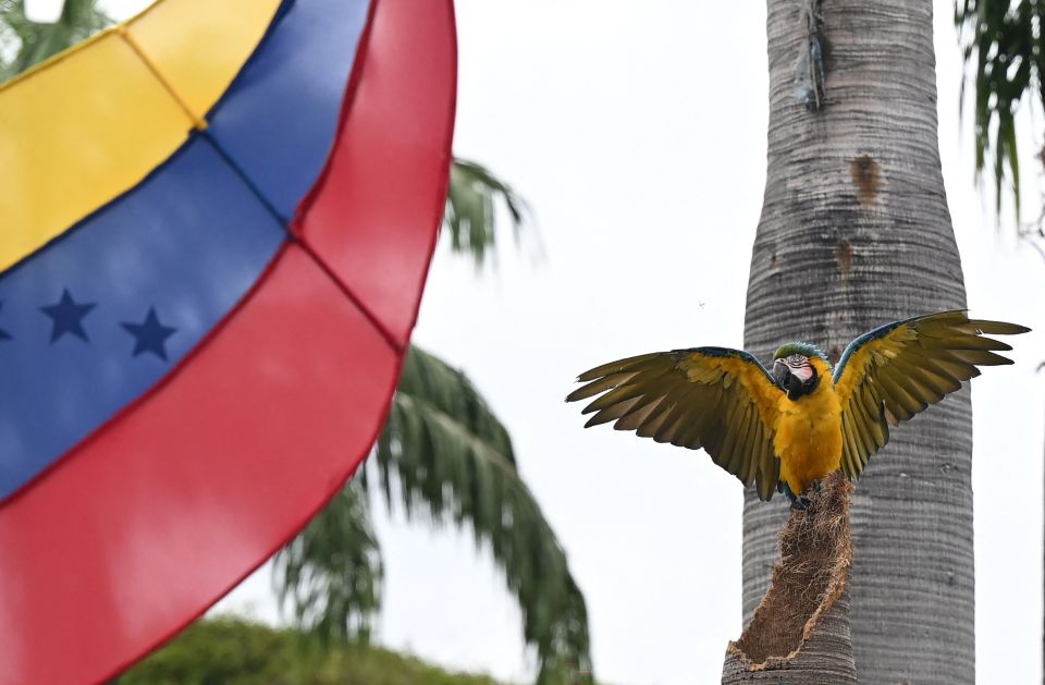 委内瑞拉首都的金刚鹦鹉