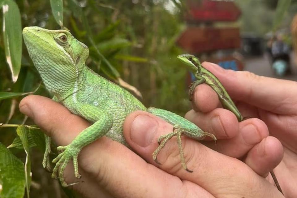 英国一只雌性蜥蜴没有交配,独自生了8个娃