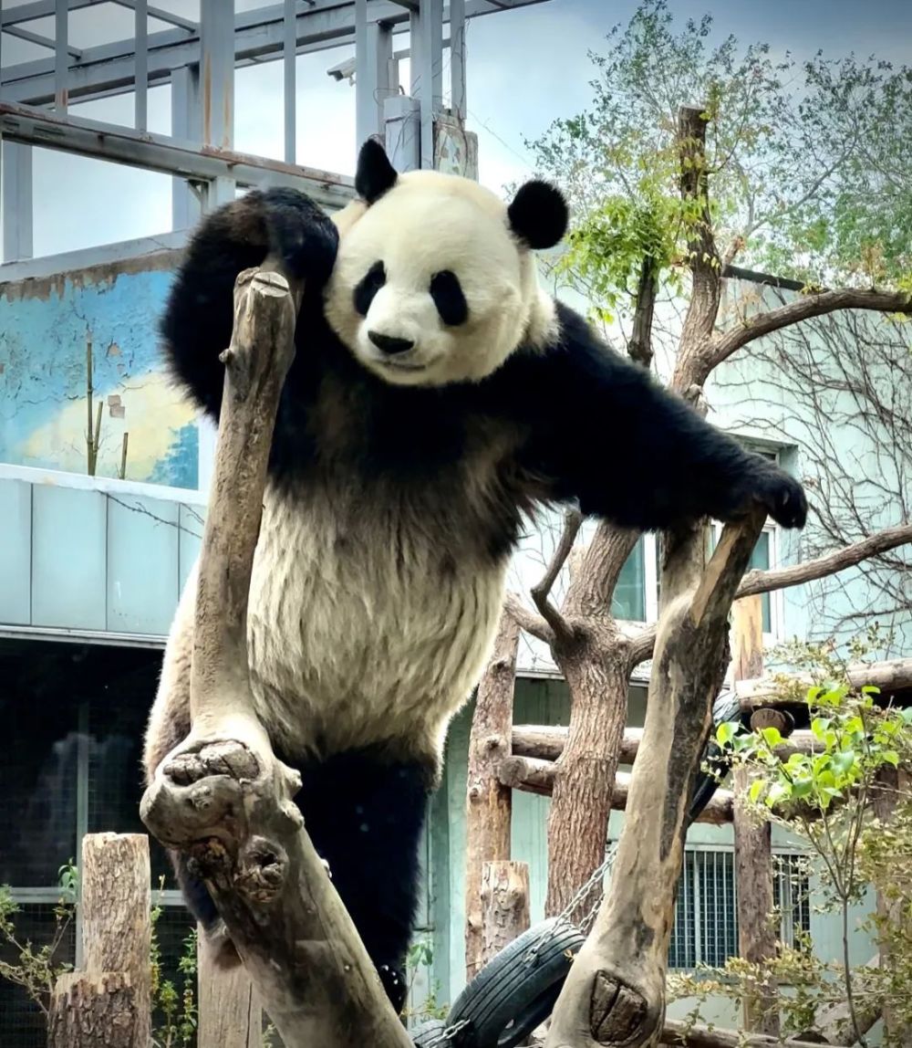 大熊猫萌宝,萌玉 今天5岁啦!_腾讯新闻