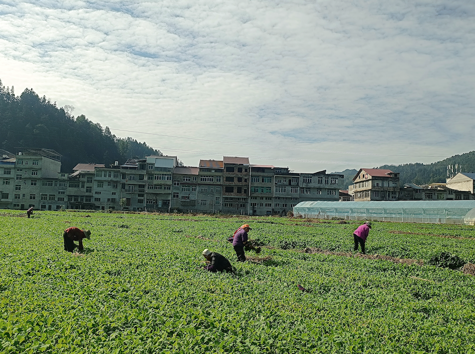 黄平县上塘镇:秋收田不"闲" 油菜正当"植"