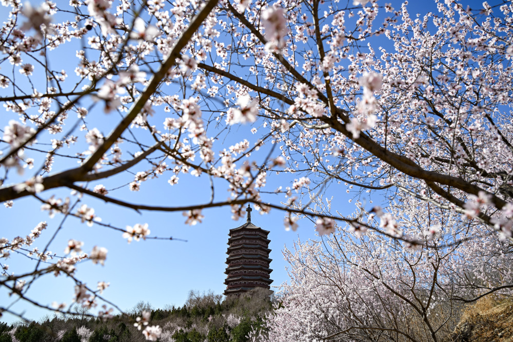 北京园博园春色烂漫