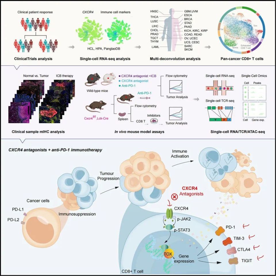怎么鉴定呼吸套装真伪关乎母婴健康刻不容缓 ｜ Cell Genomics无创产前检测特刊_https://www.jmylbn.com_新闻资讯_第13张