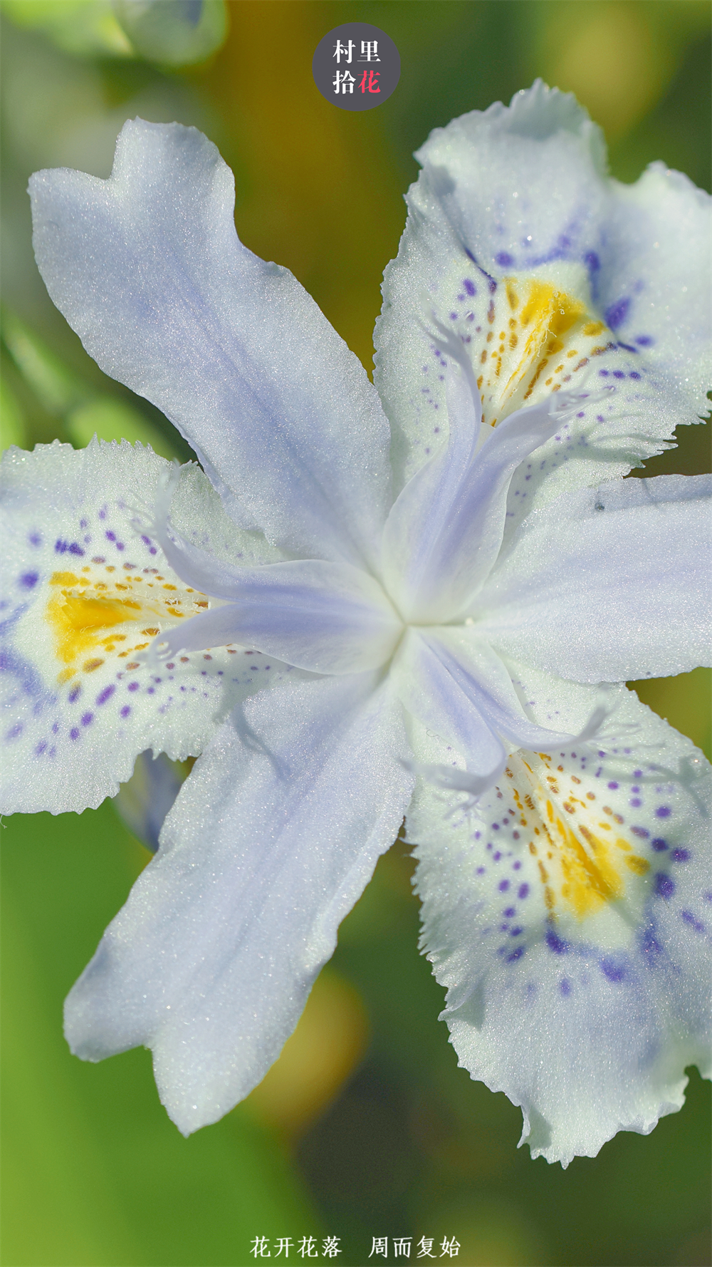 认识鸢尾,从最常见的蝴蝶花以及它的撞脸怪开始.