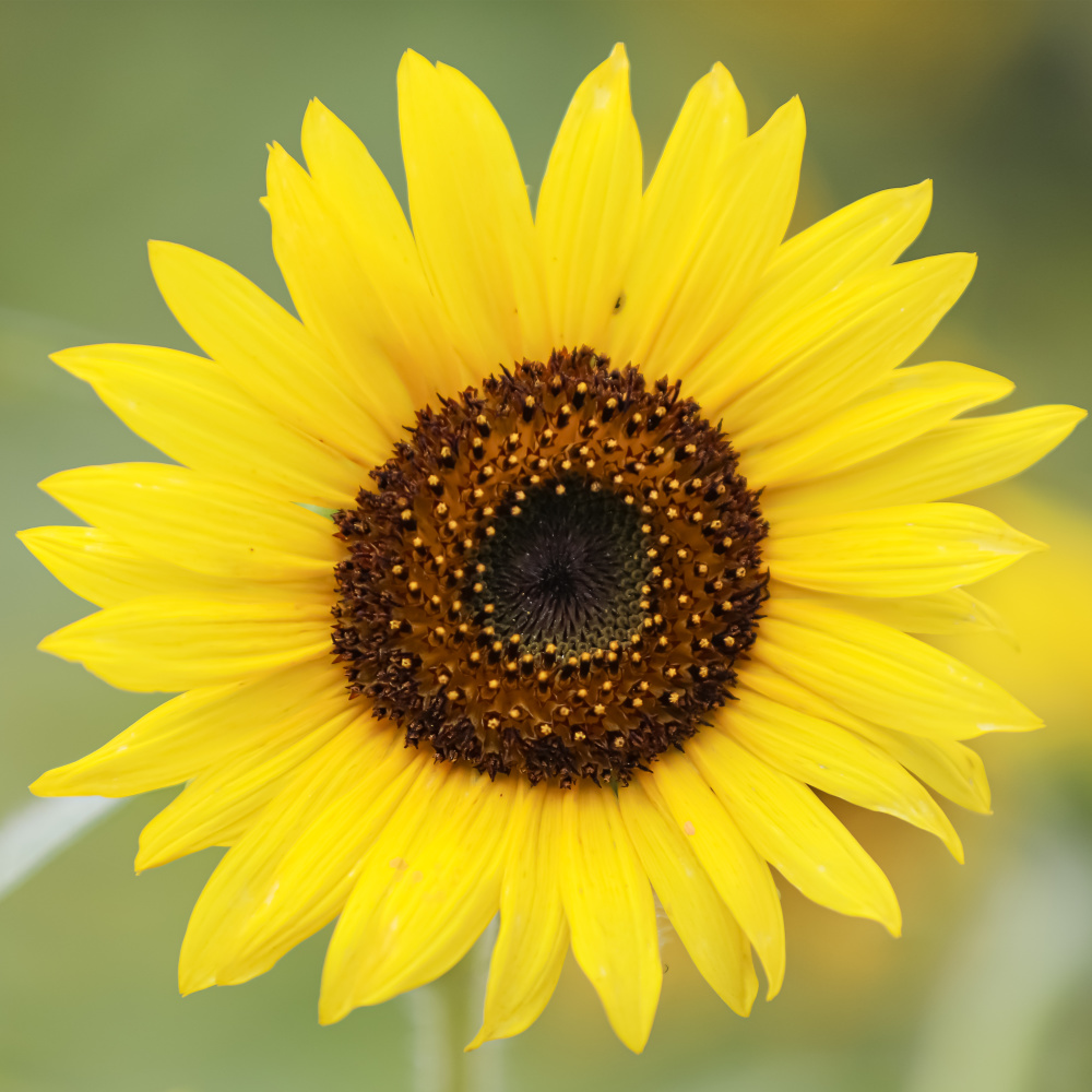 向阳花开迎盛夏