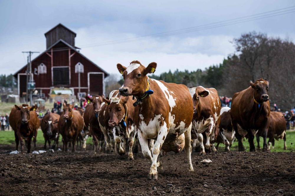 瑞典越冬牛群重返牧场