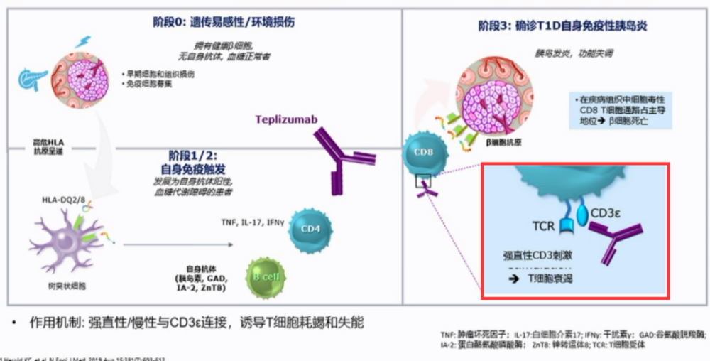 周智廣教授預防1型糖尿病迎來新篇章亞臨床階段是關鍵窗口期2023pudf