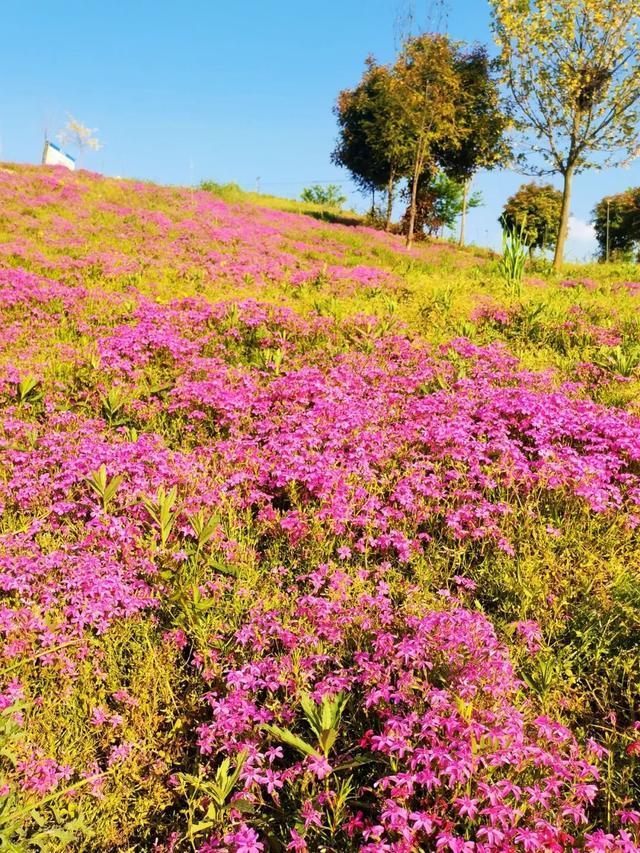 免费看!信阳出现大片粉色花海,位置在这儿