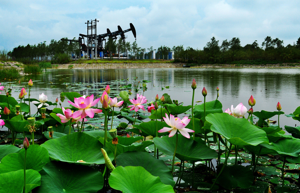东北老油田"追风逐日"绿色转型_腾讯新闻