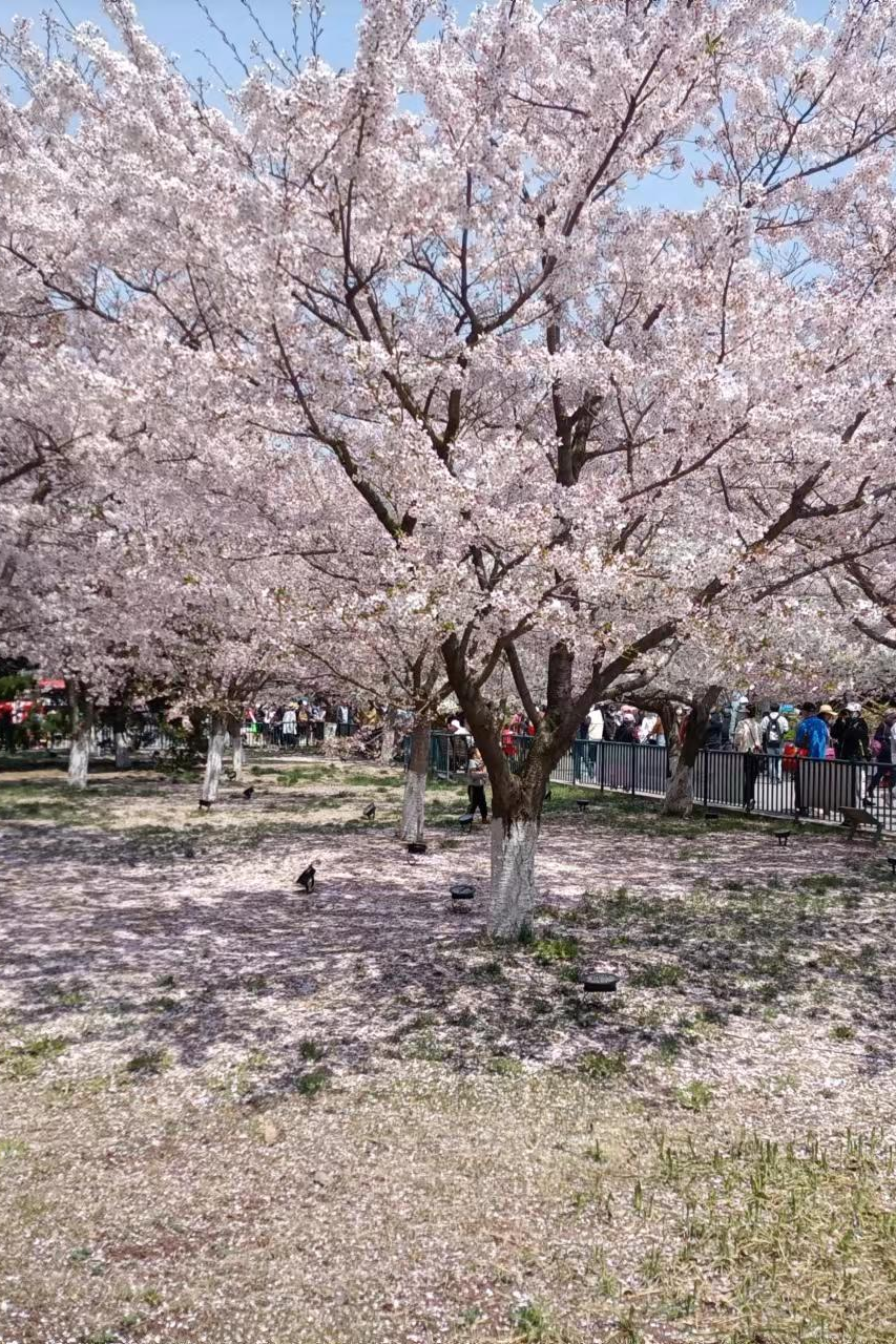 浈江区樱花公园图片
