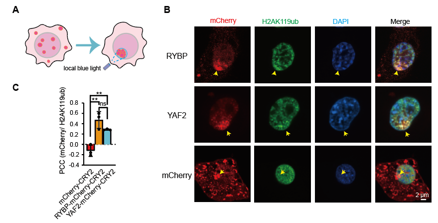 非经典prc1亚基rybp/yaf2通过相分离促进h2ak119ub沉积