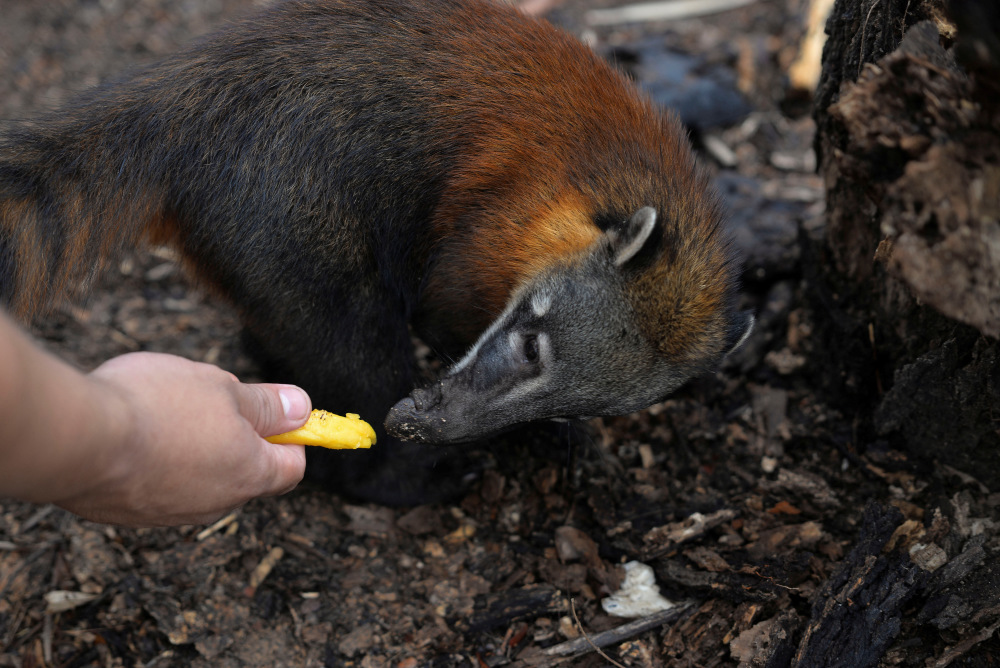 新华社/路透这是11月26日在玻利维亚圣布埃纳文图拉拍摄的一只獾.