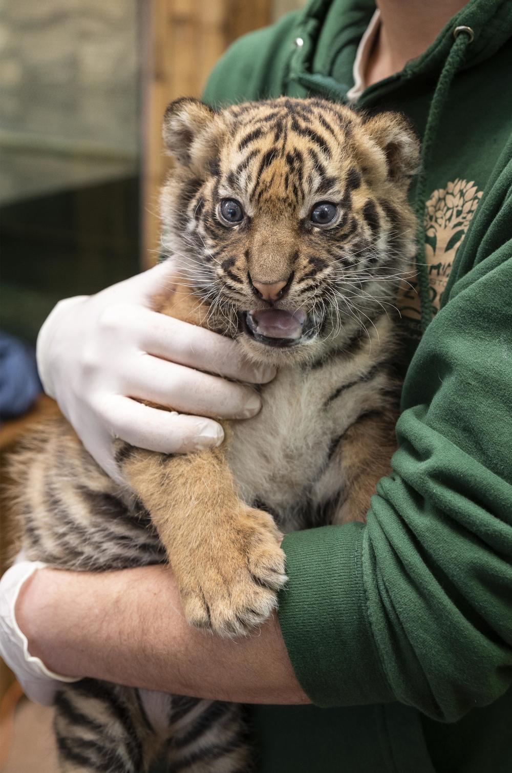 匈牙利动物园的苏门答腊虎幼崽