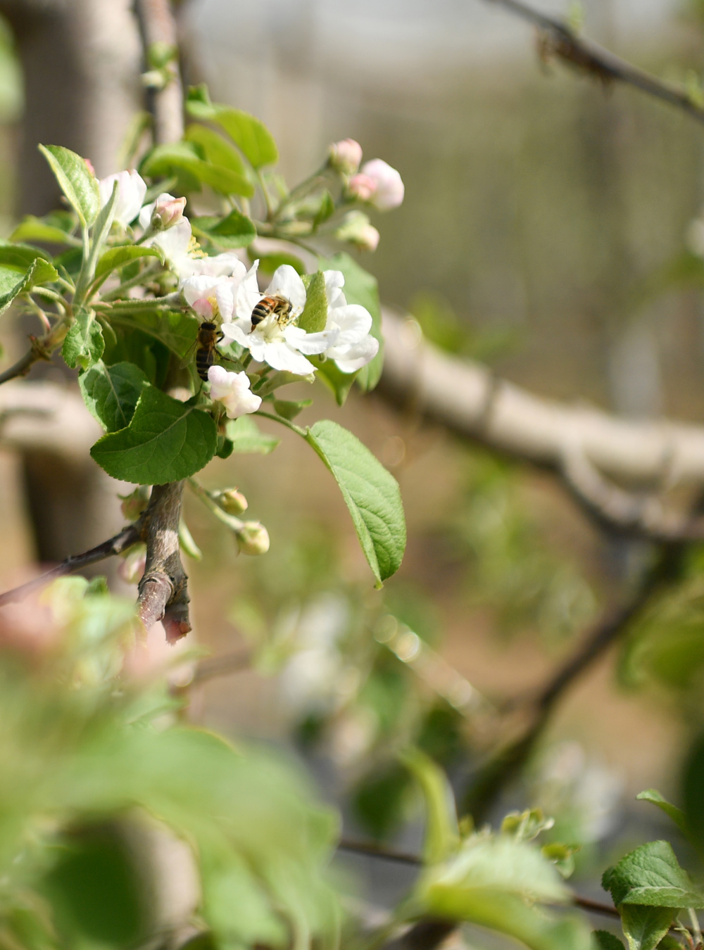 延安市安塞区果业技术服务中心工作人员庞涛交流农业防灾设备使用方法