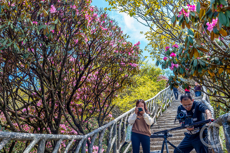 金佛山杜鹃花迎来盛花季