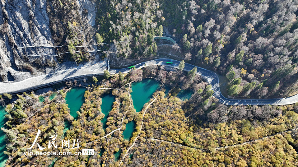 四川阿坝州九寨沟彩林如画迎客来