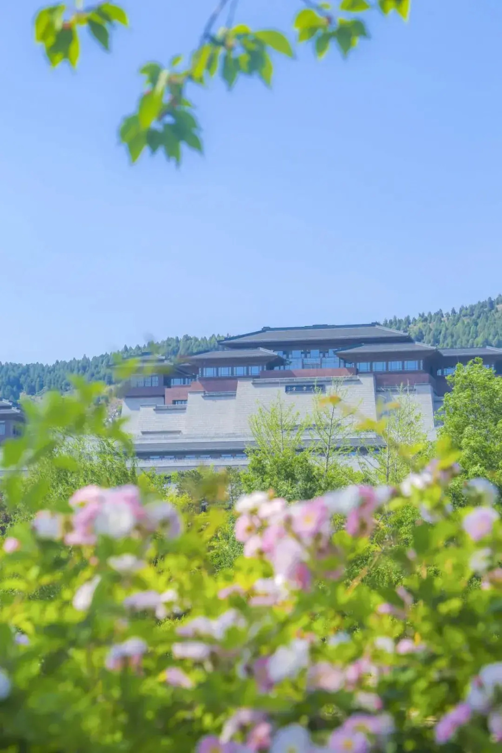 组图来源:曲阜文旅在尼山书院酒店,一方小院,一架蔷薇,一壶清茶,一本