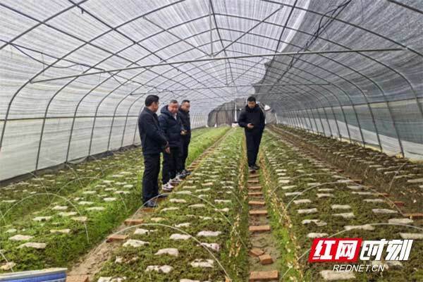 醴陵阳三石街道:发展壮大村集体经济 激活乡村振兴内在动力