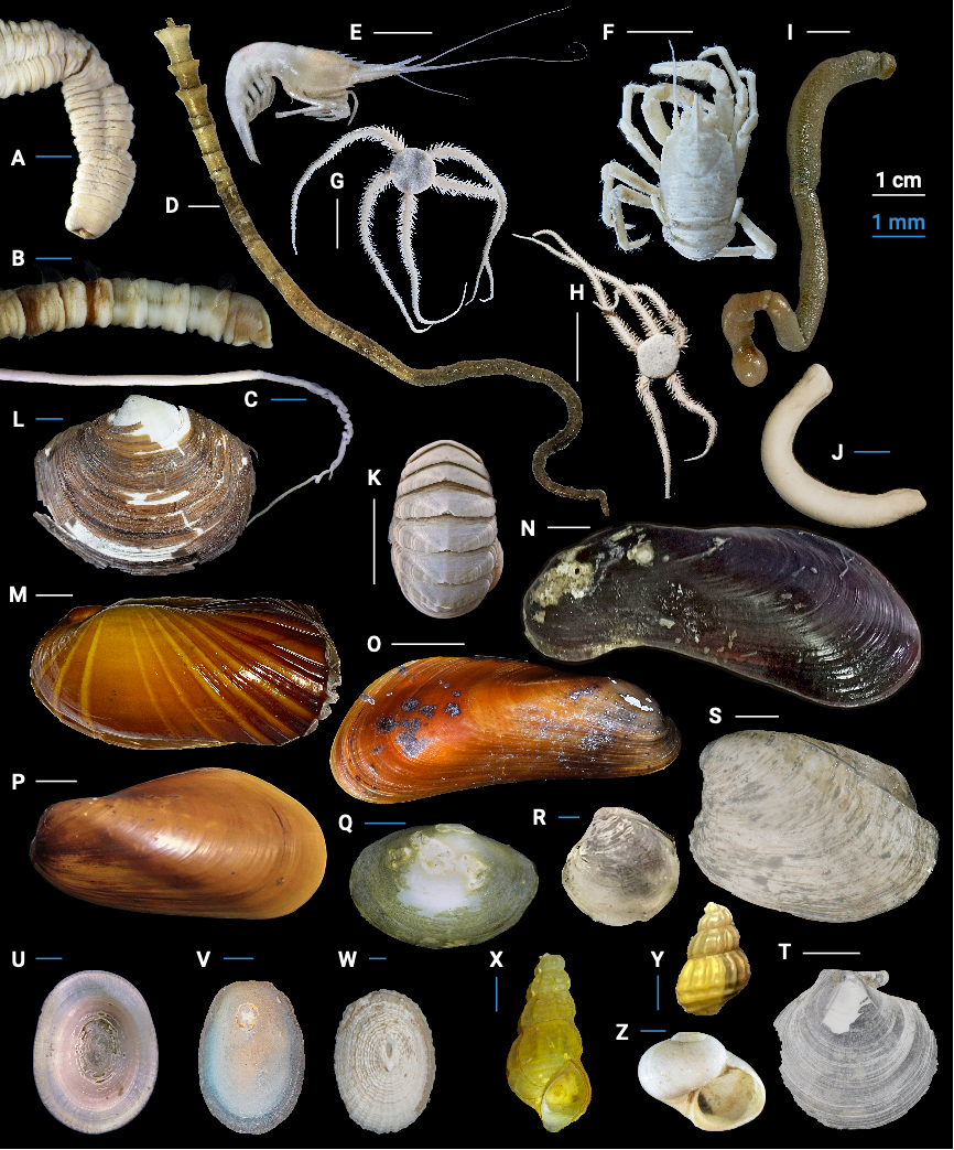 the innovation geoscience | 同(海)床异梦:南海海马冷泉生物群落