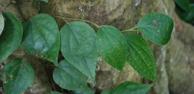 海风藤过量煲汤治病药也能致命