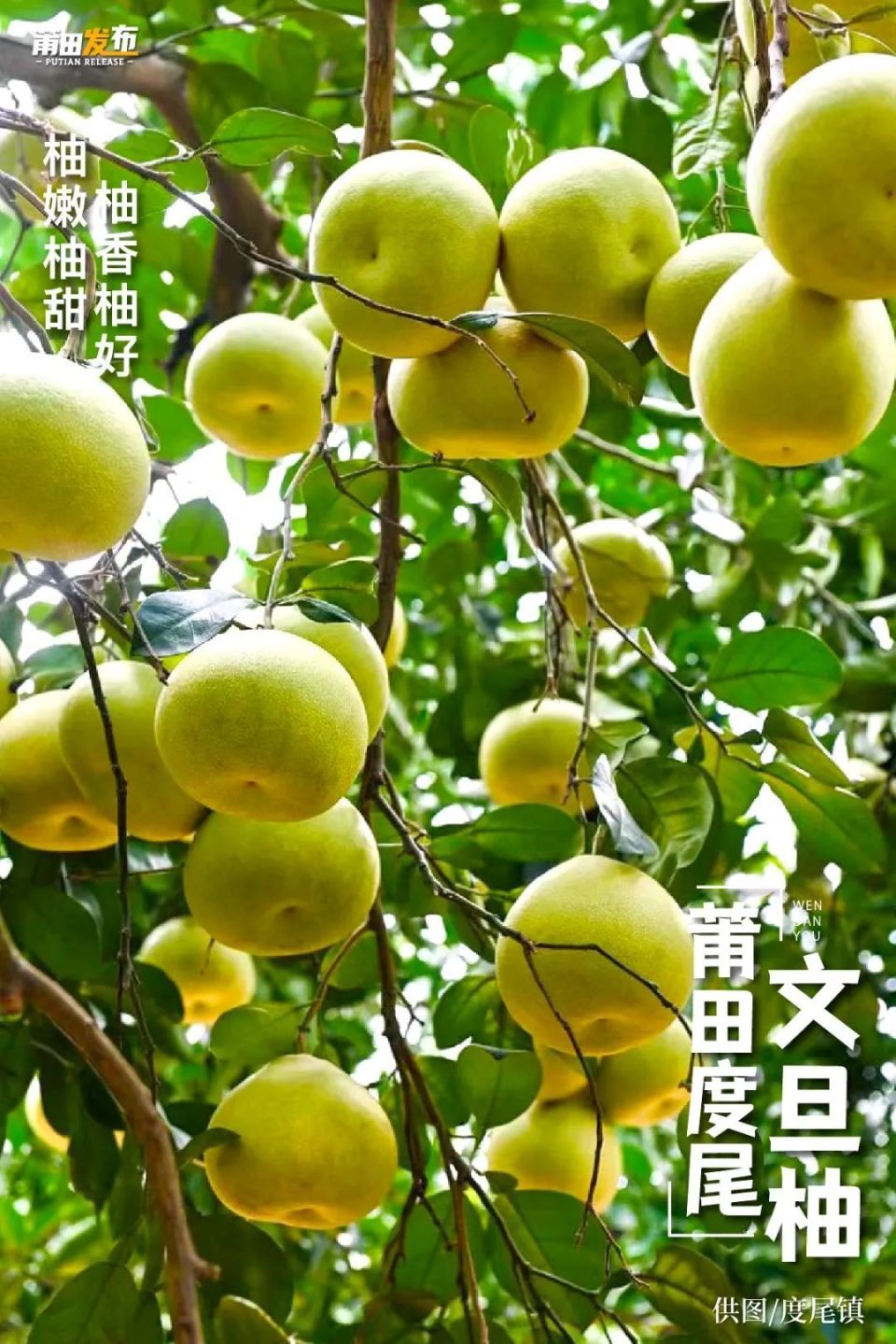 镇莆田四大名果之一农产品地理标志保护产品2018年首届中国柚博会金奖