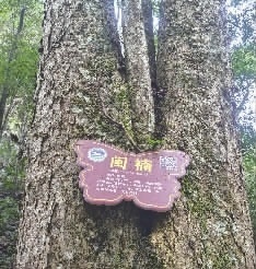 湖南最大的野生闽楠群 隐藏在这个原始次生林里_腾讯新闻