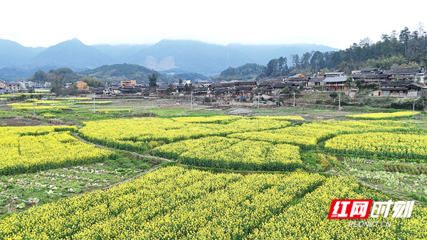 组图丨绥宁大园苗寨:好一幅大地拼图!油菜花开春正浓