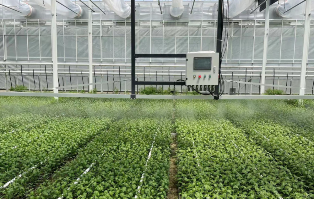 生态园投入运营,每天可生产3万枝鲜切花,产值规模2千万元_腾讯新闻