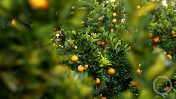 花果同树好丰景
