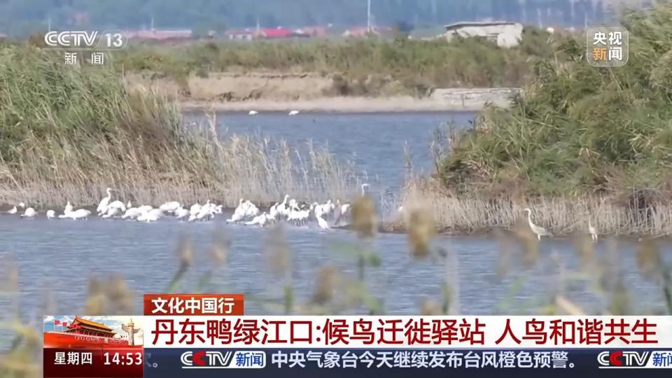 文化中国行丨跟着迁飞候鸟打卡鸭绿江口_腾讯新闻