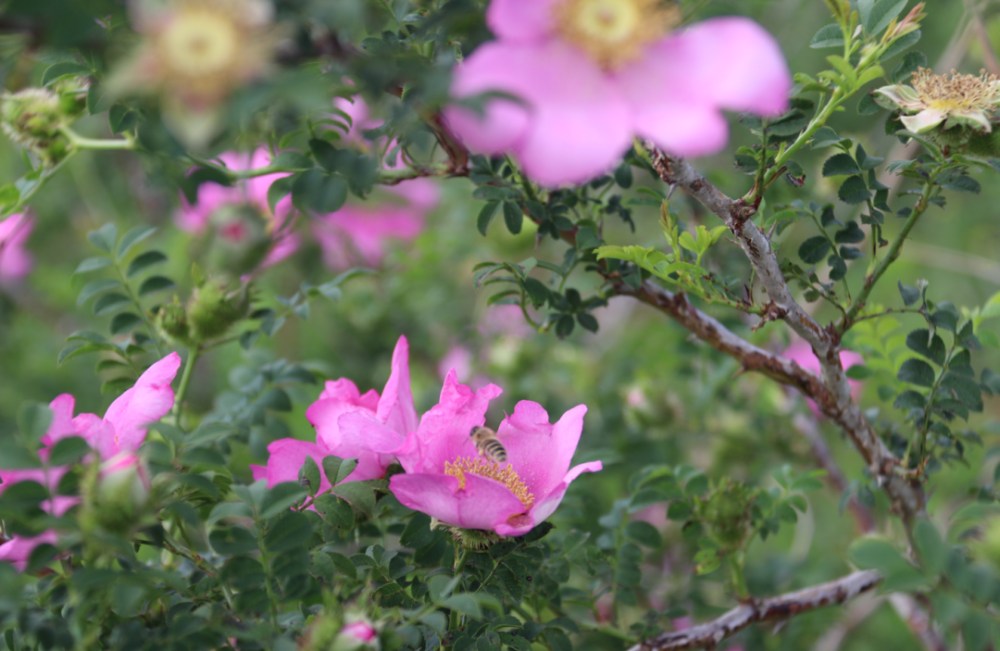 花开了!"黄金果"要来了