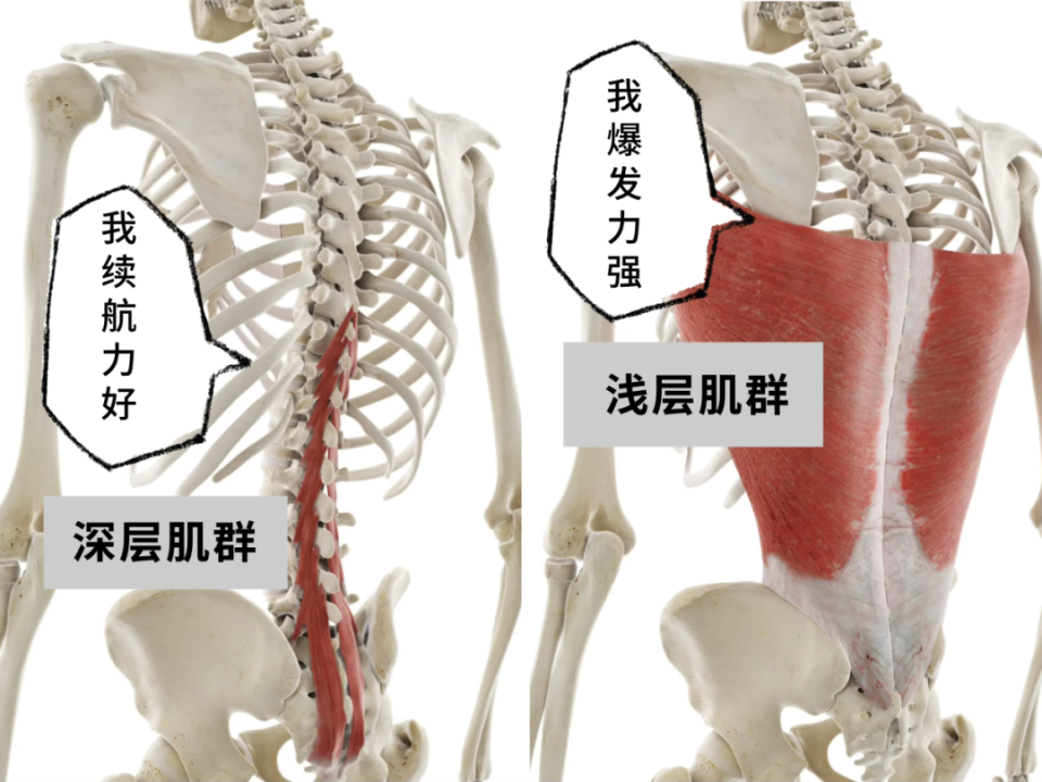「爆发力很强」即包裹身体外层的大块肌群浅层肌群:比如:多裂肌,棘间
