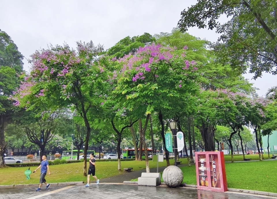 "紫薇仙子"露枝头,广州番禺街景上新