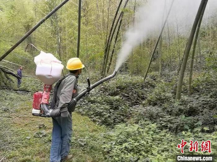 "楠竹之乡"湖南桃江"飞防 人防"为40万亩竹林减少虫害