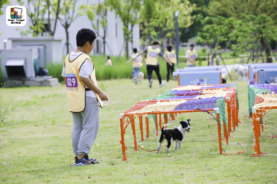 一只狗参与比赛,就有一只猫"遭殃".奉贤区第四届爱宠节开幕