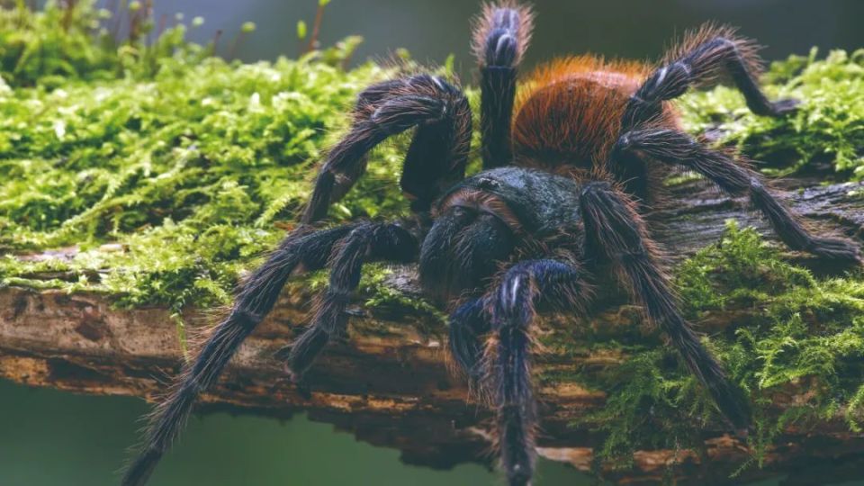 这些动物也有金刚狼爪_腾讯新闻