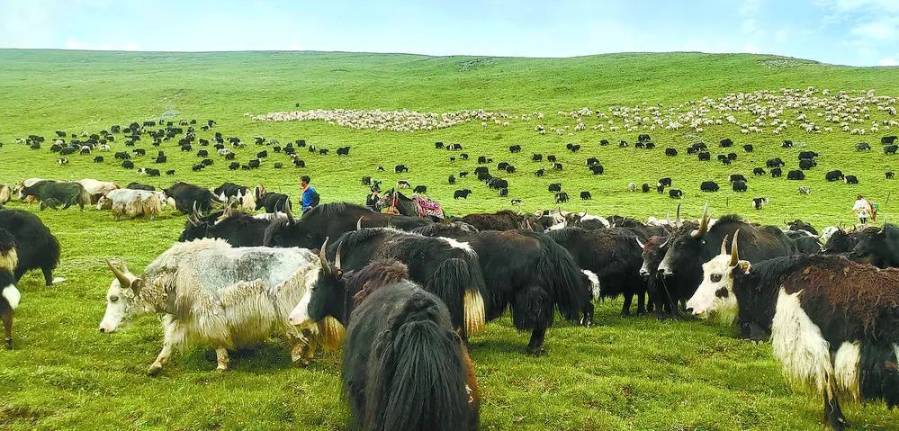 乡村振兴在青海牦牛变身集体户产业振兴正当时