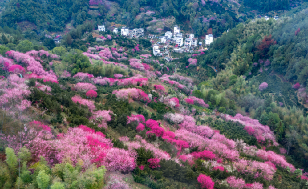 卖花渔村梅花节2022图片