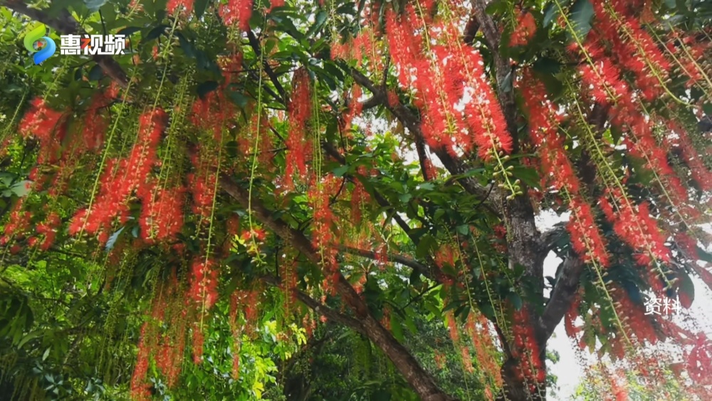 馨香扑鼻  红花湖景区红花玉蕊迎风开放